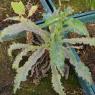 Sonchus asper (L.) Hill Asteraceae - Laiteron rude