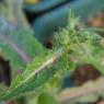 Sonchus asper (L.) Hill Asteraceae - Laiteron rude