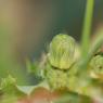 Sonchus asper (L.) Hill Asteraceae - Laiteron rude