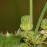 Sonchus asper (L.) Hill Asteraceae - Laiteron rude