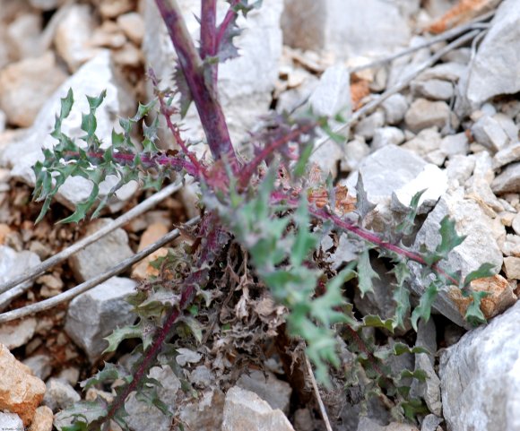 Sonchus oleraceus L. Asteraceae - Laiteron maraîcher