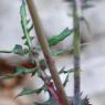 Sonchus oleraceus L. Asteraceae - Laiteron maraîcher