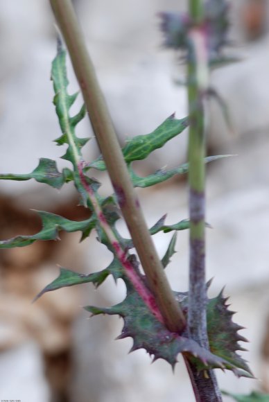 Sonchus oleraceus L. Asteraceae - Laiteron maraîcher