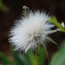 Sonchus oleraceus L. Asteraceae - Laiteron maraîcher