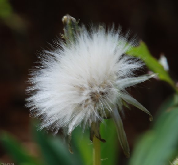 Sonchus oleraceus L. Asteraceae - Laiteron maraîcher