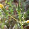 Sonchus oleraceus L. Asteraceae - Laiteron maraîcher