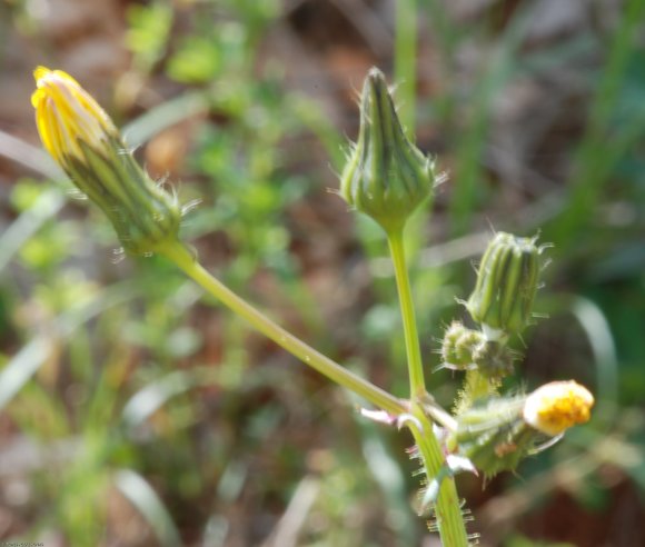 Sonchus oleraceus L. Asteraceae - Laiteron maraîcher