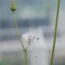 Sonchus oleraceus