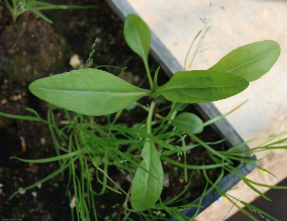 Symphyotrichum subulatum var. squamatum (Spreng.) S.D.Sundb.Aste