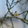 Symphyotrichum subulatum var. squamatum (Spreng.) S.D.Sundb.Aste