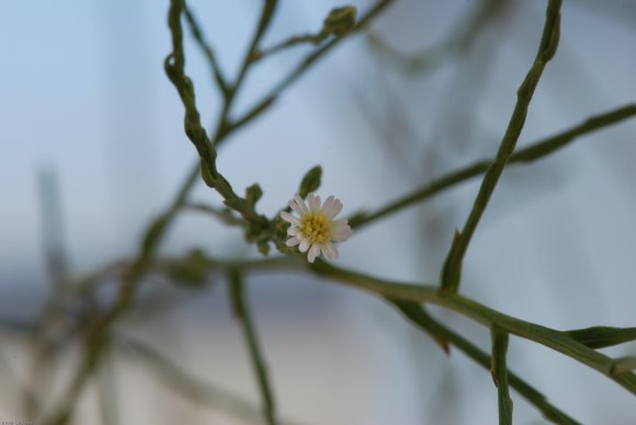 Symphyotrichum subulatum var. squamatum (Spreng.) S.D.Sundb.Aste