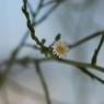 Symphyotrichum subulatum var. squamatum (Spreng.) S.D.Sundb.Aste