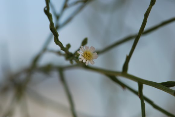 Symphyotrichum subulatum var. squamatum (Spreng.) S.D.Sundb.Aste