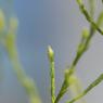 Symphyotrichum subulatum var. squamatum (Spreng.) S.D.Sundb.Aste