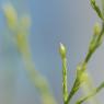 Symphyotrichum subulatum var. squamatum (Spreng.) S.D.Sundb.Aste