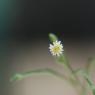 Symphyotrichum subulatum var. squamatum (Spreng.) S.D.Sundb.Aste