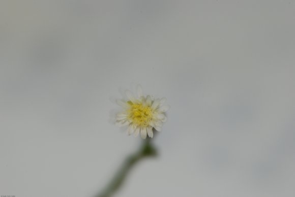 Symphyotrichum subulatum var. squamatum (Spreng.) S.D.Sundb.Aste