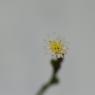 Symphyotrichum subulatum var. squamatum (Spreng.) S.D.Sundb.Aste