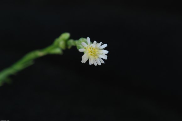 Symphyotrichum subulatum var. squamatum (Spreng.) S.D.Sundb.Aste