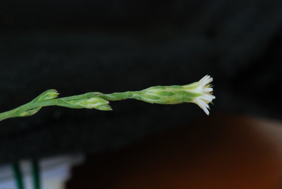 Symphyotrichum subulatum var. squamatum (Spreng.) S.D.Sundb.Aste