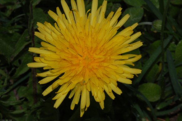 Taraxacum campylodes G.E.Haglund Asteraceae - Pissenlit