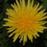 Taraxacum campylodes