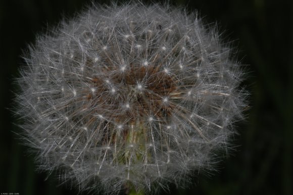 Taraxacum campylodes G.E.Haglund Asteraceae - Pissenlit