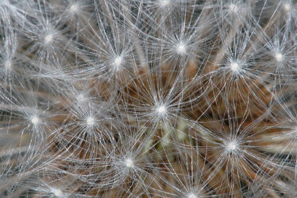 Taraxacum campylodes G.E.Haglund Asteraceae - Pissenlit