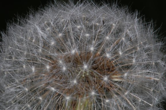 Taraxacum campylodes G.E.Haglund Asteraceae - Pissenlit