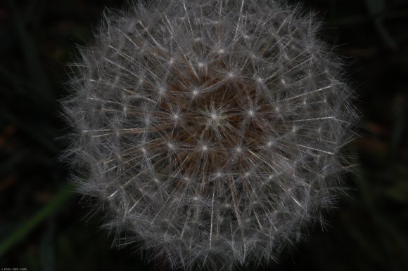 Taraxacum campylodes G.E.Haglund Asteraceae - Pissenlit