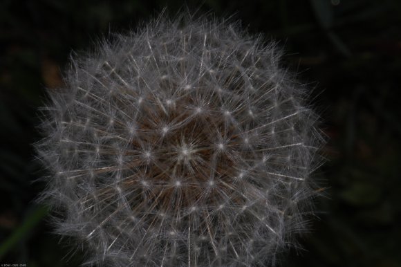 Taraxacum campylodes G.E.Haglund Asteraceae - Pissenlit