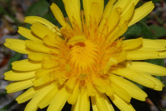 Taraxacum campylodes G.E.Haglund Asteraceae - Pissenlit