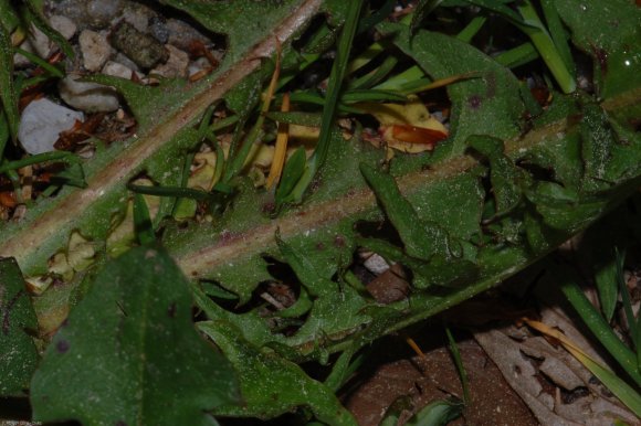 Taraxacum campylodes G.E.Haglund Asteraceae - Pissenlit