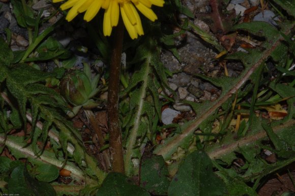 Taraxacum campylodes G.E.Haglund Asteraceae - Pissenlit