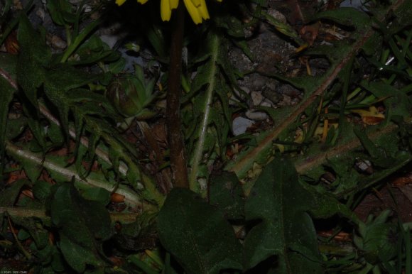 Taraxacum campylodes G.E.Haglund Asteraceae - Pissenlit