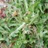 Taraxacum campylodes G.E.Haglund Asteraceae - Pissenlit
