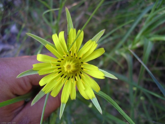 Tragopogon dubius Scop. Asteraceae - Salsifis douteux