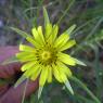 Tragopogon dubius