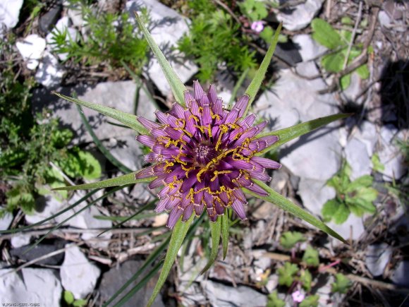 Tragopogon porrifolius L. Asteraceae - Salsifi du Midi
