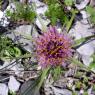 Tragopogon porrifolius