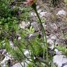 Tragopogon porrifolius L. Asteraceae - Salsifi du Midi