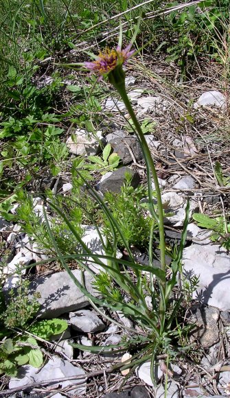 Tragopogon porrifolius L. Asteraceae - Salsifi du Midi