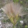 Tragopogon sp.