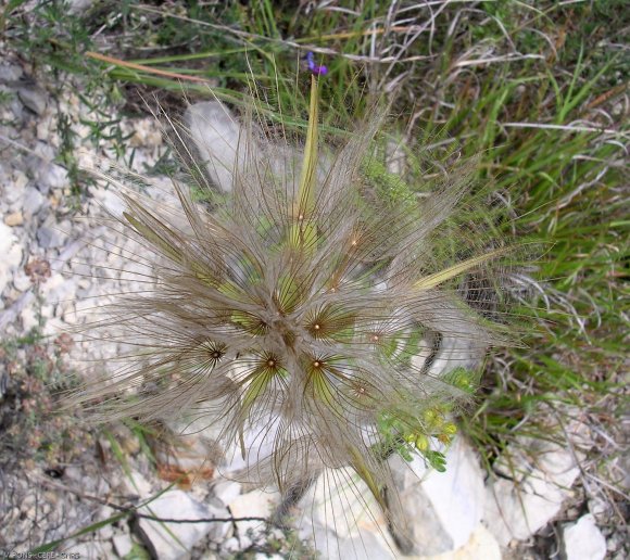 Tragopogon sp.