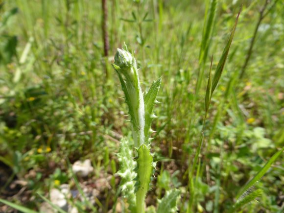 Tyrimnus leucographus (L.) Cass. Asteraceae Chardon à tâches bla