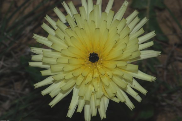 Urospermum dalechampii (L.) Scop. ex F.W.Schmidt Asteraceae-Uros