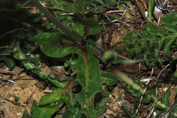 Urospermum dalechampii (L.) Scop. ex F.W.Schmidt Asteraceae-Uros