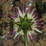 Urospermum dalechampii (L.) Scop. ex F.W.Schmidt Asteraceae-Uros