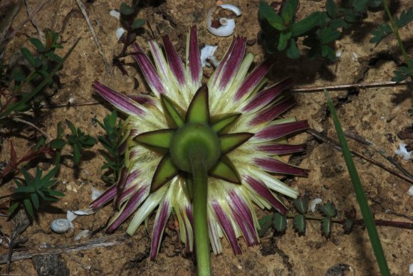 Urospermum dalechampii (L.) Scop. ex F.W.Schmidt Asteraceae-Uros