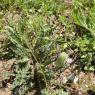 Urospermum dalechampii (L.) Scop. ex F.W.Schmidt Asteraceae-Uros